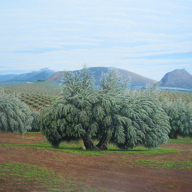 olivares marteños en noviembre